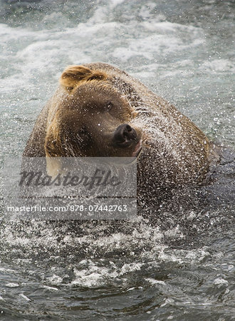 A brown bear shakes off excess water after fishing in Katmai National Park.