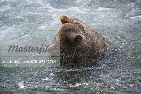 A brown bear shakes off excess water after fishing in Katmai National Park, Alaska, USA. A brown bear shakes off excess water after fishing in Katmai National Park, Alaska, USA.