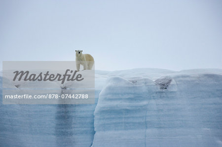 A polar bear,Ursus maritimus, standing on an ice cliff.