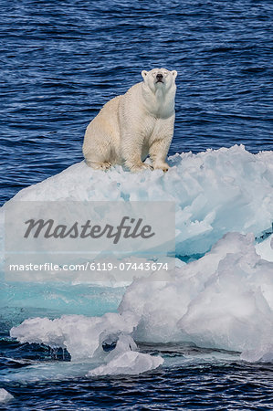 Adult polar bear (Ursus maritimus) on small ice floe, Cumberland Peninsula, Baffin Island, Nunavut, Canada, North America