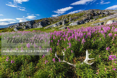 Dwarf fireweed (River Beauty willowherb) (Chamerion latifolium), with caribou antlers in Hebron, Labrador, Canada, North America