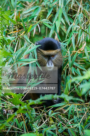 Golden monkey (Cercopithecus kandti), Virunga National Park, Rwanda, Africa