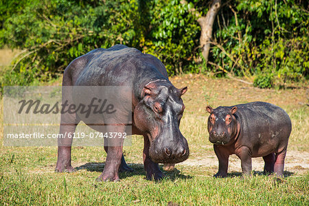 Hippopotamus (Hippopotamus amphibius) mother with baby, Murchison Falls National Park, Uganda, East Africa, Africa