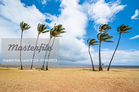 Palm trees, Kakahaia Beach Park, island of Molokai, Hawaii, United States of America, Pacific Palm trees, Kakahaia Beach Park, island of Molokai, Hawaii, United States of America, Pacific