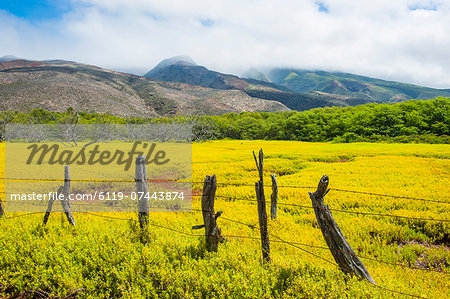 Fenced field of yellow flowers, Island of Molokai, Hawaii, United States of America, Pacific Fenced field of yellow flowers, Island of Molokai, Hawaii, United States of America, Pacific