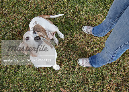 Dog looking up at woman