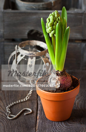 Spring hyacinth flower in pot on a wooden garden board.