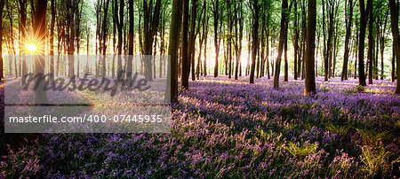 Long shadows in bluebell woods at sunrise