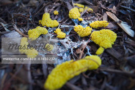 Closeup of yellow slime mold on pine mulch