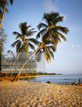 Palm Trees on a Sandy Beach, Barbados