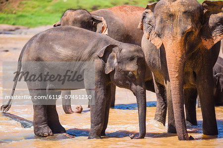 Mother and baby elephant in the Maha Oya River, Pinnawala Elephant Orphanage, near Kegalle in the Hill Country of Sri Lanka, Asia