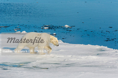 Young adult polar bear (Ursus maritimus) on ice in Hinlopen Strait, Svalbard, Norway, Scandinaiva, Europe