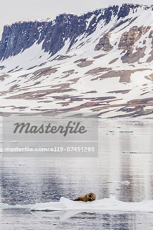 Atlantic walrus (Odobenus rosmarus rosmarus) hauled out on ice near Cape Fanshawe, Spitsbergen, Svalbard, Norway, Scandinavia, Europe