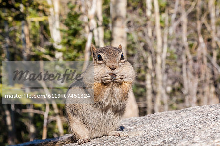 An adult golden-mantled ground squirrel (Callospermophilus lateralis) feeding in Rocky Mountain National Park, Colorado, United States of America, North America