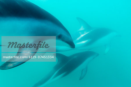 Dusky dolphin (Lagenorhynchus obscurus) underwater off Kaikoura, South Island, New Zealand, Pacific