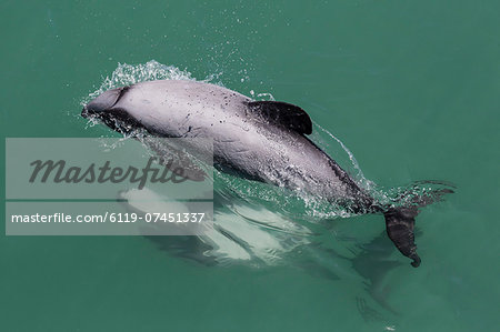 Adult Hector's dolphin (Cephalorhynchus hectori) mating near Akaroa, South Island, New Zealand, Pacific