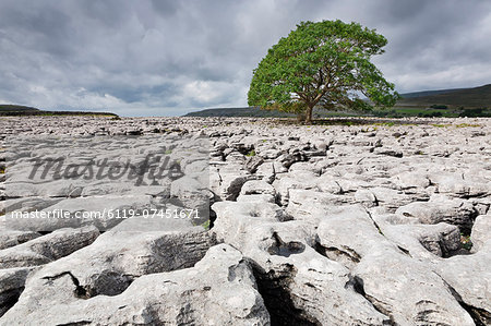 Single tree on limestone pavement, Ingleborough National Nature Reserve, Yorkshire Dales, North Yorkshire, England, United Kingdom, Europe