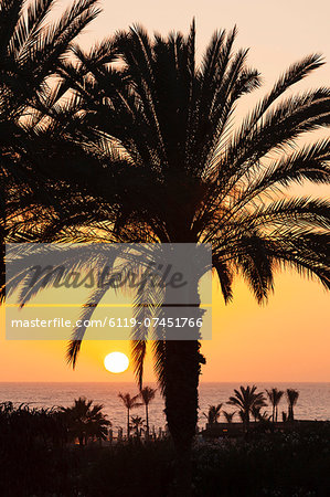 Palm trees at sunset, Playa de Los Amadores, Gran Canaria, Canary Islands, Spain, Atlantic, Europe