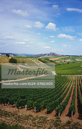 Vineyards, Loire Valley and Sancerre in the Distance, France