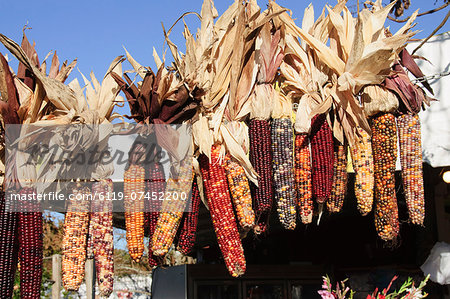Indian ornamental corn, The Hamptons, Long Island, New York State, United States of America, North America