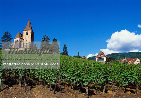 Vineyard, Hunawihr, Upper Alsace, France