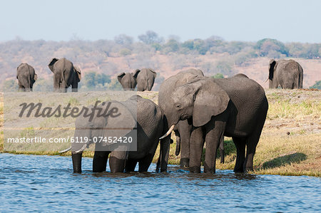 Elephants (Loxodonta africana), Chobe National Park, Botswana, Africa