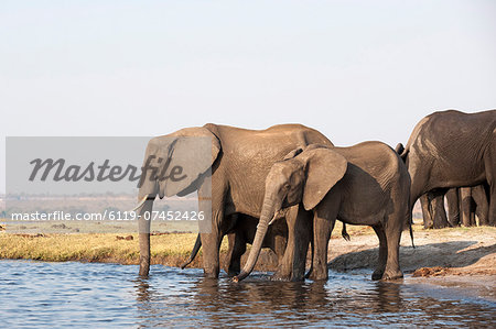 Elephants (Loxodonta africana), Chobe National Park, Botswana, Africa