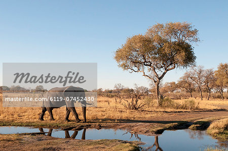 Elephant (Loxodonta africana), Chobe National Park, Botswana, Africa