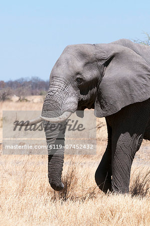 African elephant (Loxodonta africana), Savuti, Chobe National Park, Botswana, Africa