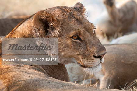Lioness (Panthera leo), Okavango delta, Botswana, Africa