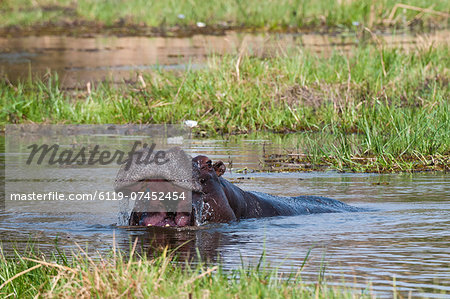 Hippopotamus (Hippopotamus amphibius), Okavango delta, Botswana, Africa