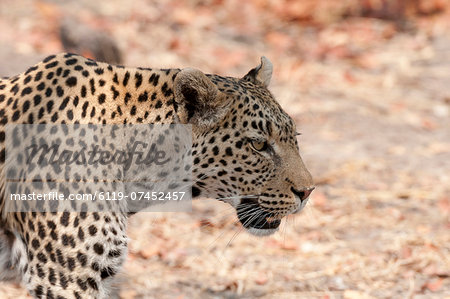 Leopard (Panthera pardus), Okavango delta, Botswana, Africa