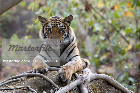 Indian tiger, (Bengal tiger) (Panthera tigris tigris), Bandhavgarh National Park, Madhya Pradesh state, India, Asia