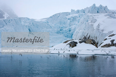 Gulls fly up in front of glacier, Spitzsergen, Svalbard, Norway, Scandinavia, Europe