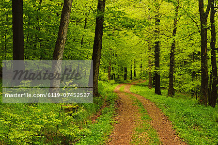 Beech forest, Erzgebirge, Saxony, Germany, Europe