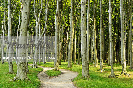 Gespensterwald (ghost forest) near Nienhagen, Baltic Sea, Mecklenburg-Vorpommern, Germany, Europe