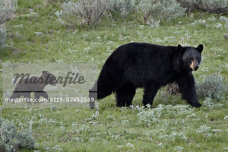 Black bear (Ursus americanus) sow and a cub of the year, Yellowstone National Park, Wyoming, United States of America, North America