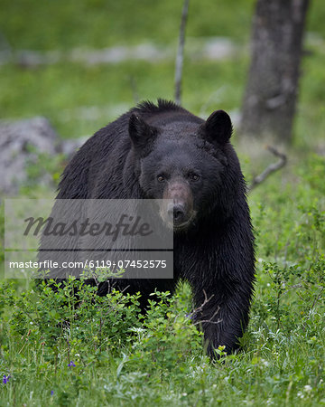 Black bear (Ursus americanus), Yellowstone National Park, Wyoming, United States of America, North America