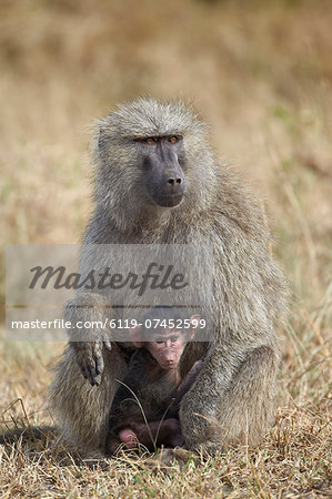 Olive baboon (Papio cynocephalus anubis) infant and mother, Serengeti National Park, Tanzania, East Africa, Africa
