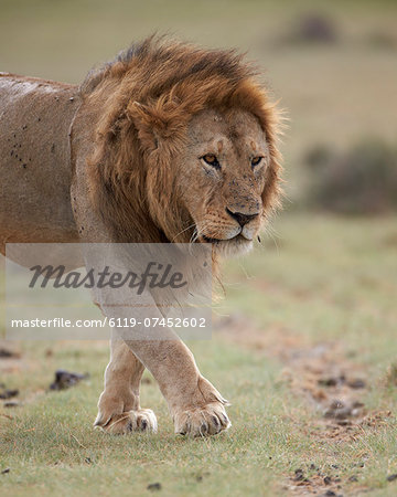 Lion (Panthera leo), Serengeti National Park, Tanzania, East Africa, Africa