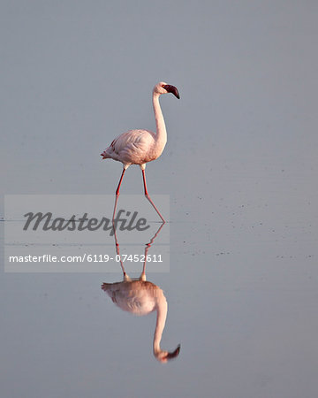 Lesser flamingo (Phoeniconaias minor), Serengeti National Park, Tanzania, East Africa, Africa