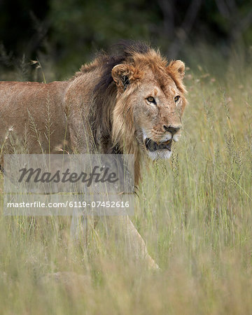 Lion (Panthera leo), Serengeti National Park, Tanzania, East Africa, Africa