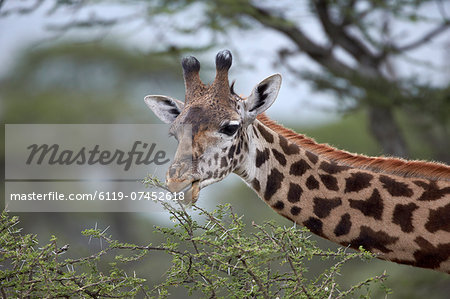 Masai giraffe (Giraffa camelopardalis tippelskirchi) eating, Serengeti National Park, Tanzania, East Africa, Africa