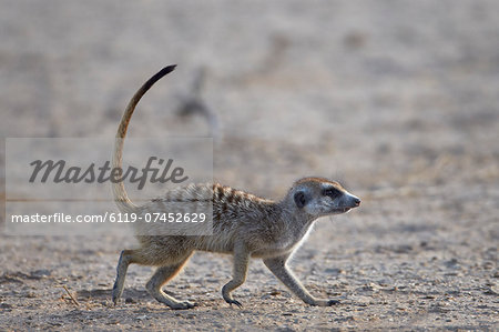 Meerkat (suricate) (Suricata suricatta), Kgalagadi Transfrontier Park, encompassing the former Kalahari Gemsbok National Park, South Africa, Africa