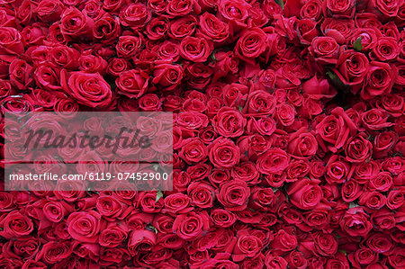 Roses for sale, Delhi, India, Asia