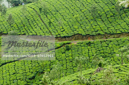 Tea gardens, Devikulam, Munnar, Kerala, India, Asia