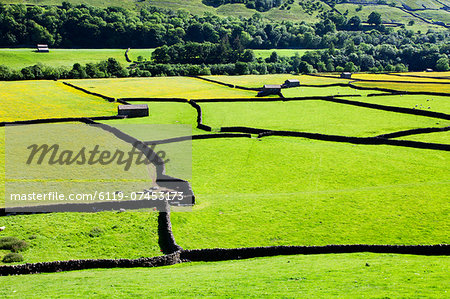 Barn and dry stone walls in meadows at Gunnerside, Swaledale, Yorkshire Dales, Yorkshire, England, United Kingdom, Europe