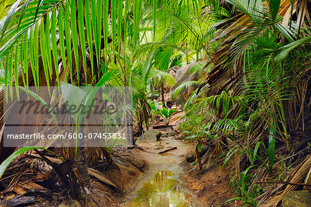 Pathway through Rainforest, Vallee de Mai Nature Preserve, Praslin, Seychelles