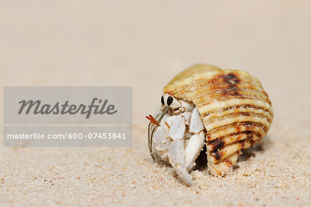 Hermit Crab (Anomura) on Sand of Beach, La Digue, Seychelles