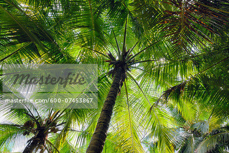 Looking up at Palm Trees, Mahe, Seychelles Looking up at Palm Trees, Mahe, Seychelles